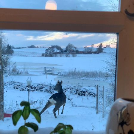 Vinkelgaard Apartman Ringsted község Kültér fotó